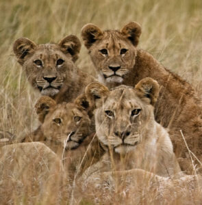 Family of African Lions looking very alert