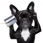french bulldog dog listening or talking on the can telephone, isolated on white background